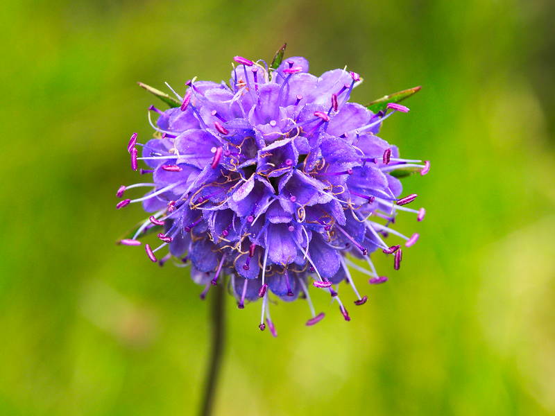 Photo of a Devil's Bit wildflower